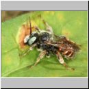 Epeoloides coecutiens - Schmuckbiene m04a 9mm - Osnabrueck-Menslage.jpg